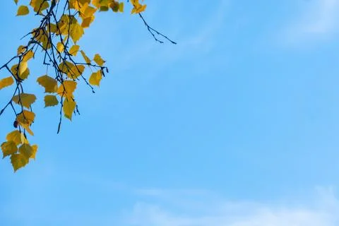 Tree branches with fall yellow foliage against blue sky, autumn background Stock Photos