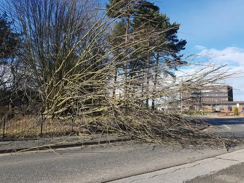 Tree with branches fallen during high winds  across street road. Stock Photos
