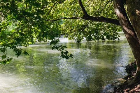 Tree branches falling over a river Fotos Stock