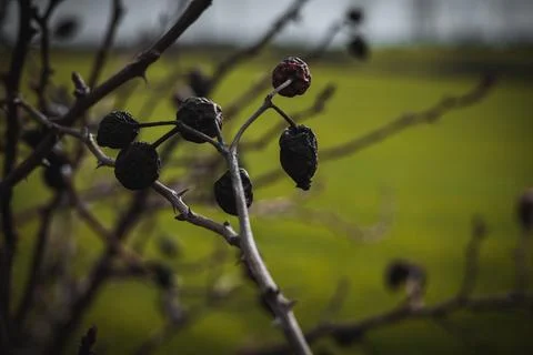 Tree Branches With Field Background Stock Photos