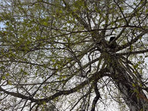 Tree branches fill the frame. The branchy tree is photographed from a low a.. Stock Photos