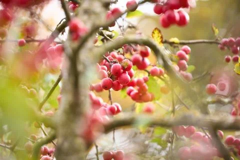 Tree Branches Filled with Bright Red Berries Stock Photos