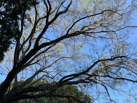 A tree with branches filtering sunlight through its branches with sky as ba.. Foto stock