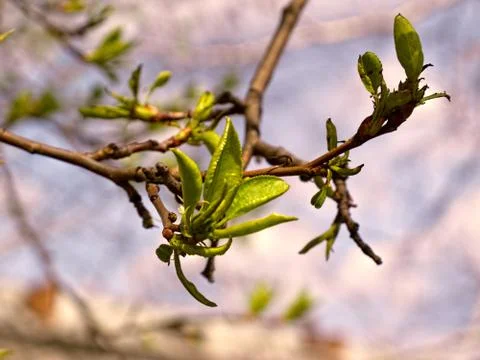 Tree Branches with First Leaves Stock Photos