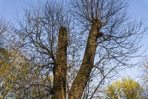 Tree Branches with First Spring Leaves and Bird Nest Against Blue Sky Stockfoto's