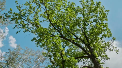 Tree Branches in Flight 스톡 동영상 40032909