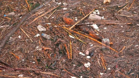 Tree branches float on the surface of the water mixed with plastic and foam Stock Footage 231171611