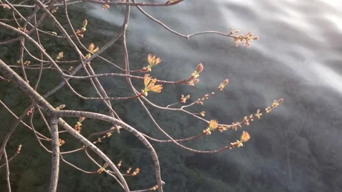 Tree branches with flowers and lake water Stock Footage