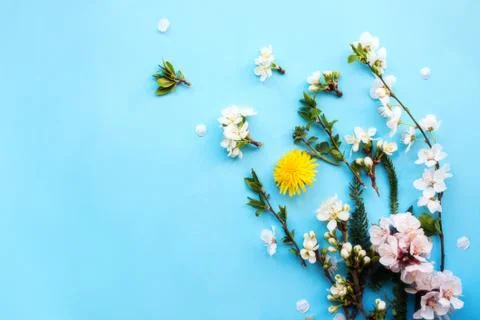 Tree branches with flowers on the blue background. Stockfoto's