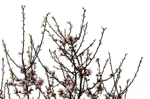 Tree branches flowers Stock-Fotos