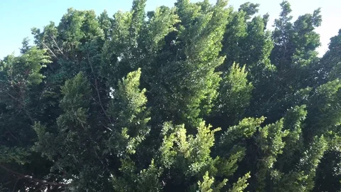 Tree Branches Foliage Leaves Background Blown By Storm Wind. Vidéo 91713545
