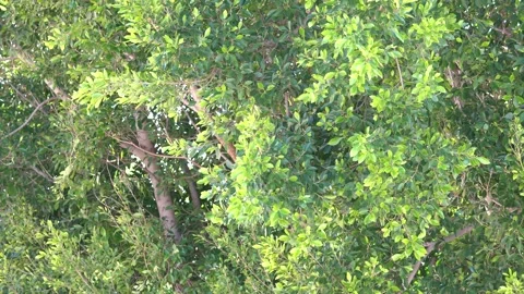 Tree Branches Foliage Leaves Background Blown Wind. Stock Footage 244674104