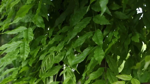 Tree branches with foliage swaying in the wind Stock Footage 254822336