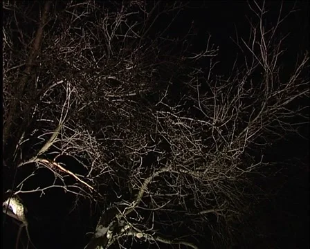 Tree branches Stock Footage 1014687