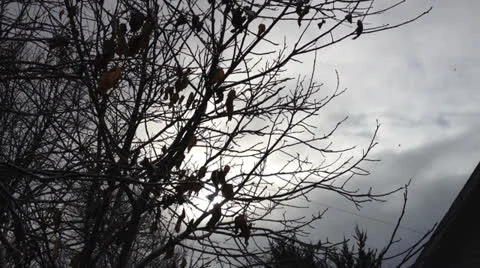 Tree Branches Vidéo 22607697