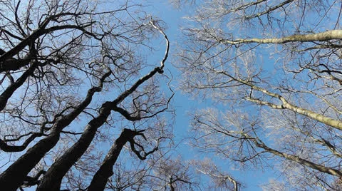 Tree branches Stock Footage 22845827