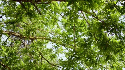 Tree Branches Stock Footage 24382259