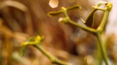 Tree branches Stock Footage 46072527