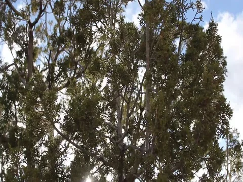 Tree branches Video stock 80933283