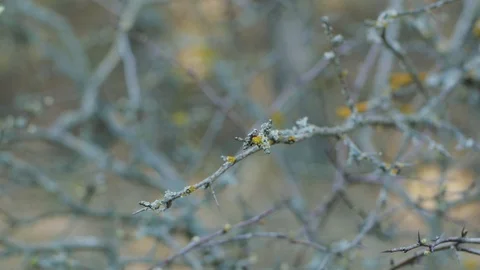 Tree branches Stock Footage 88838167