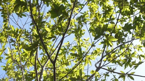 Tree branches Stock Footage 99118340