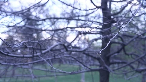 Tree branches Video stock 100856035