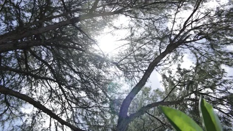 Tree Branches Stock Footage 104712978