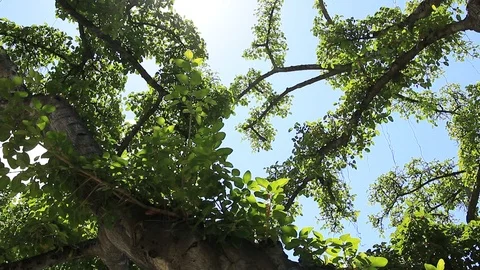 Tree Branches Stock Footage 105252561