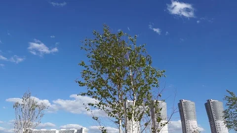 Tree branches Stock Footage 112433609