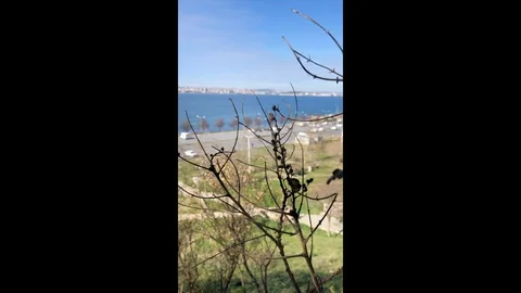 Tree branches Stock Footage 124725109