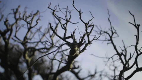 Tree branches Stock Footage 130192119