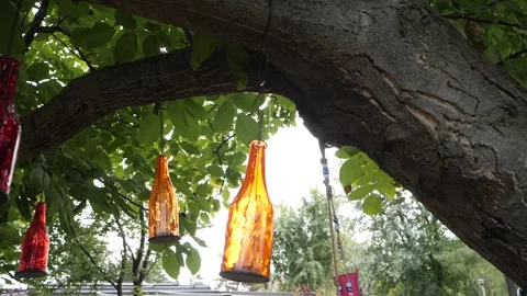 Tree branches Stock Footage 137642882