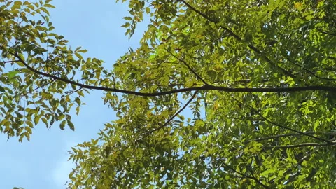 Tree Branches Stock Footage 142599117