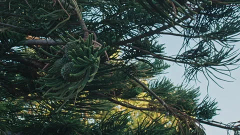Tree branches Stock Footage 147355626