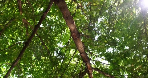 Tree branches Stock Footage 158451212