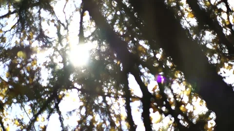 Tree branches Stock Footage 169618011