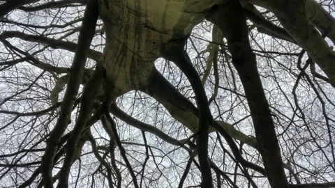 Tree Branches Stock Footage 183826356