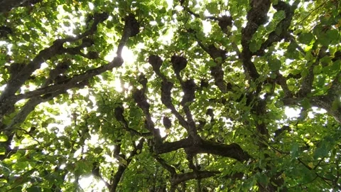 Tree branches Stock Footage 213945772