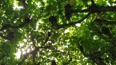 Tree branches Stock Footage 213946723