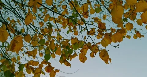 Tree branches Stock Footage 221170583