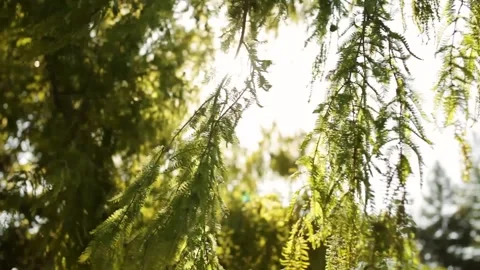 Tree branches Stock Footage 221501255