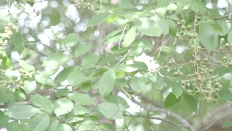 Tree branches Video stock 246944503