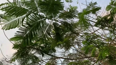 Tree branches Stock Footage 273634823
