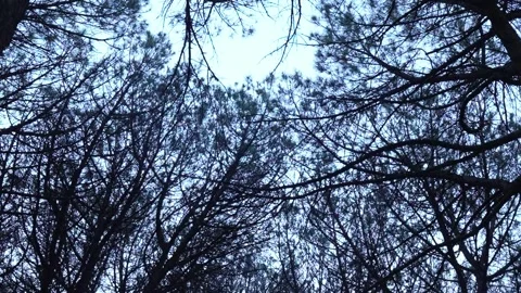 Tree branches Video stock 275329368