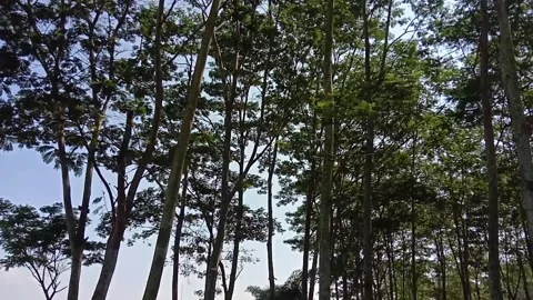 Tree branches Stock Footage 283894601