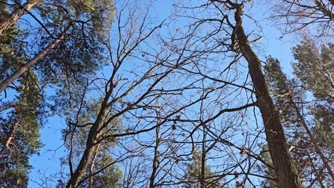 Tree branches Stock Footage 304680620