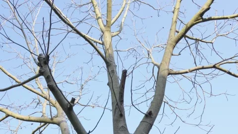 Tree branches Video stock 322979947