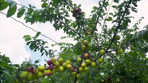 Tree branches Video stock 343614159