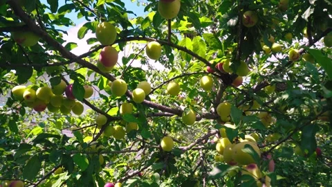 Tree branches Video stock 343614282