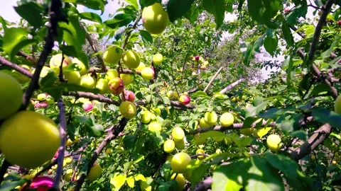 Tree branches Video stock 343614302